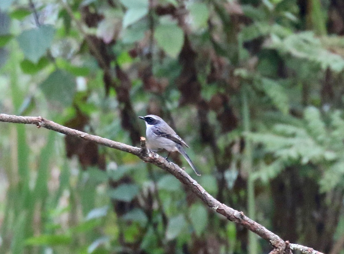 Gray Bushchat - ML620413599