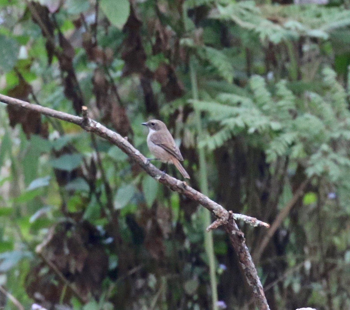 Gray Bushchat - ML620413601