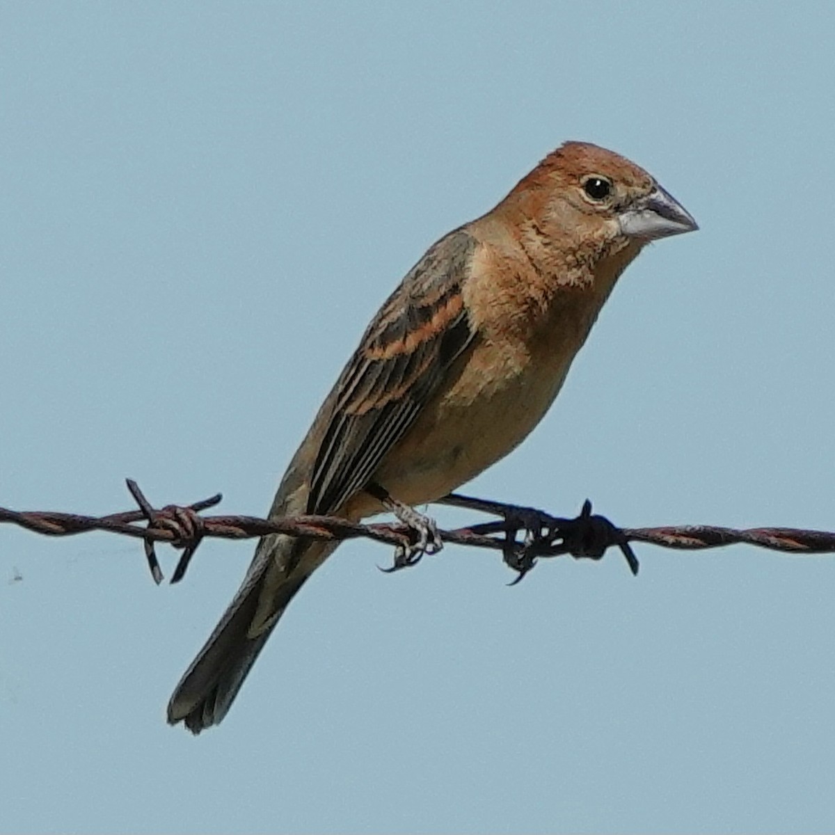 Blue Grosbeak - ML620413613