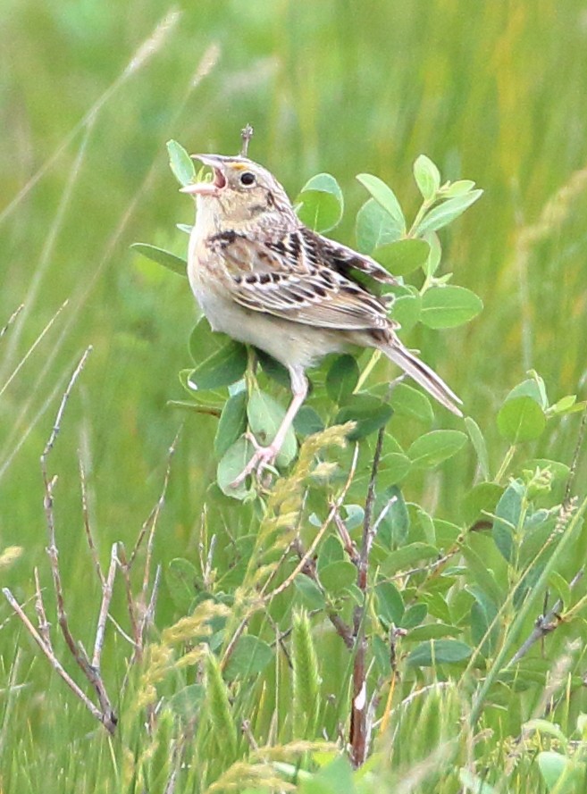 Grasshopper Sparrow - ML620413626