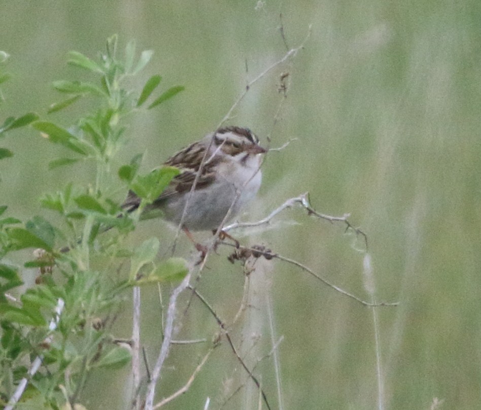 Clay-colored Sparrow - ML620413633