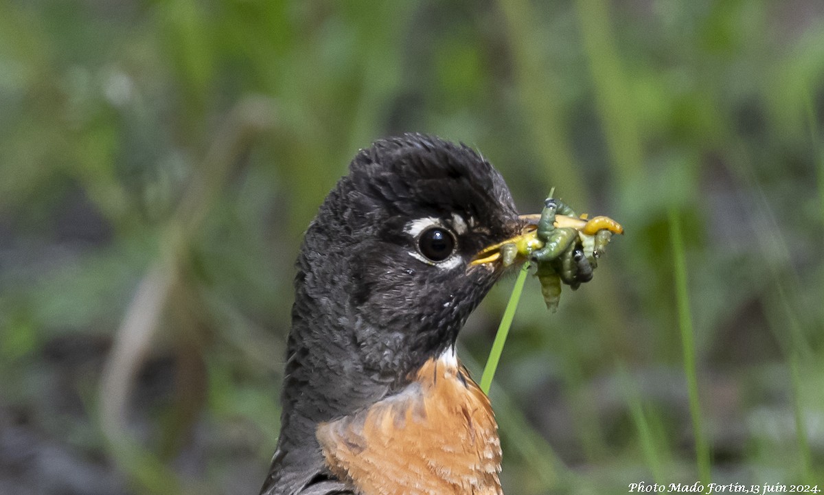 American Robin - ML620413634