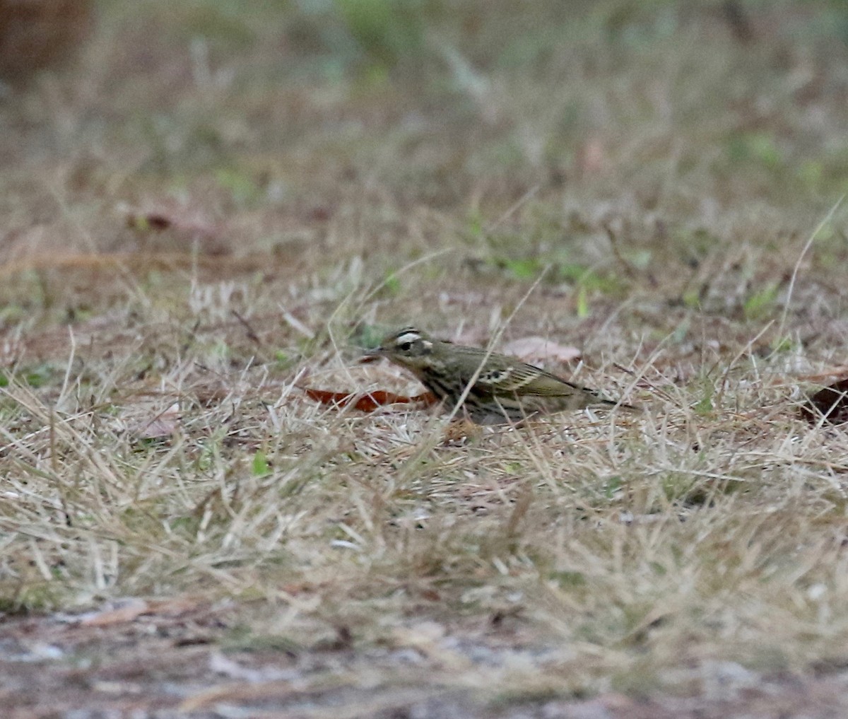 Olive-backed Pipit - ML620413637