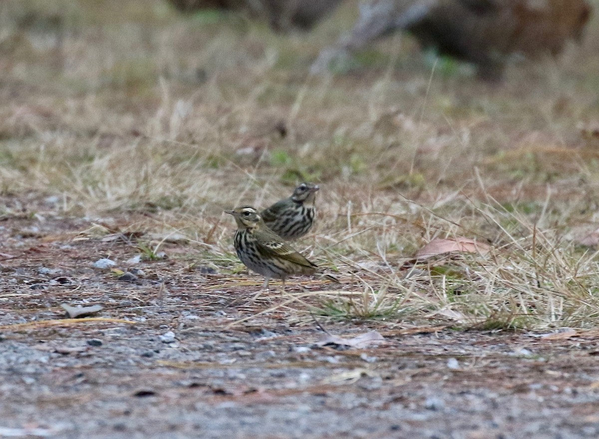 Olive-backed Pipit - ML620413639