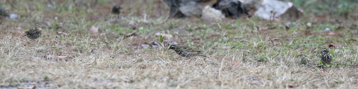 Olive-backed Pipit - ML620413642