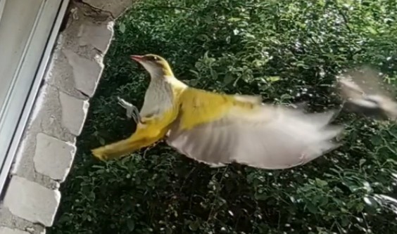 Eurasian Golden Oriole - ML620413646