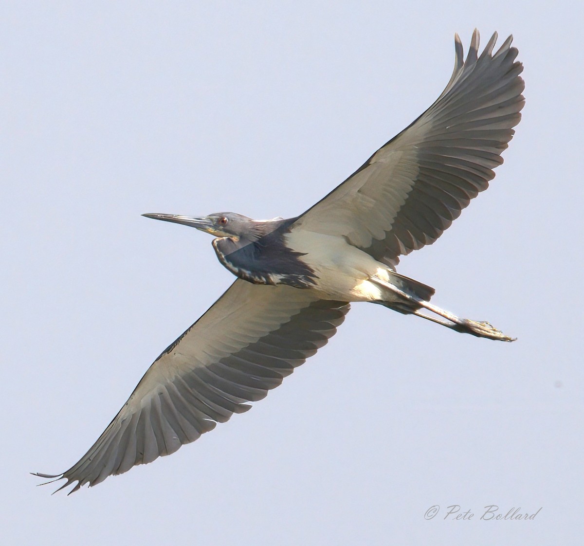 Tricolored Heron - ML620413649