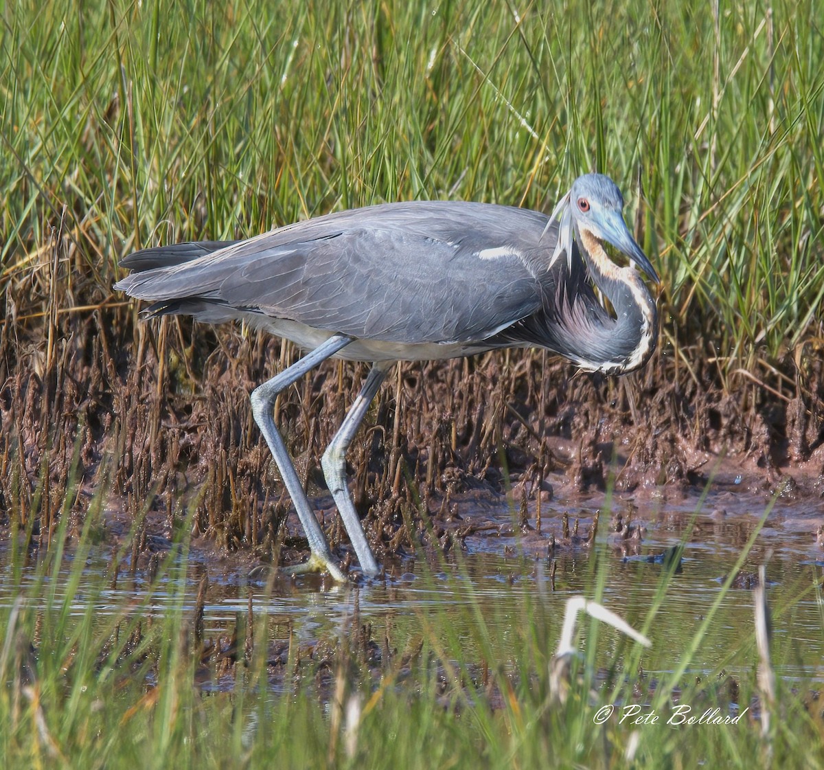 Dreifarbenreiher - ML620413650