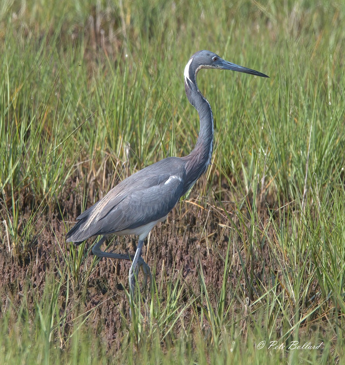 Tricolored Heron - ML620413652