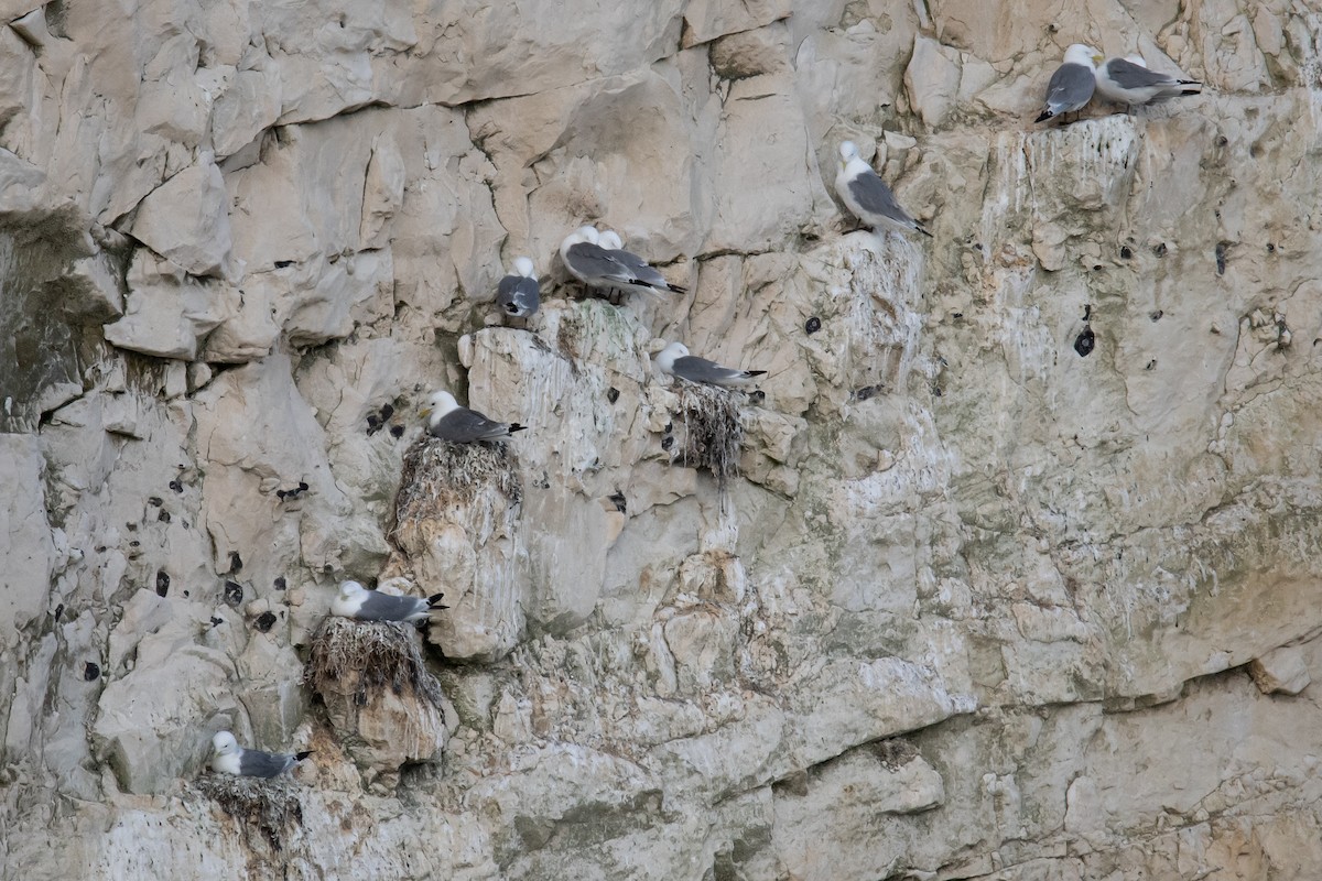 Black-legged Kittiwake - ML620413659