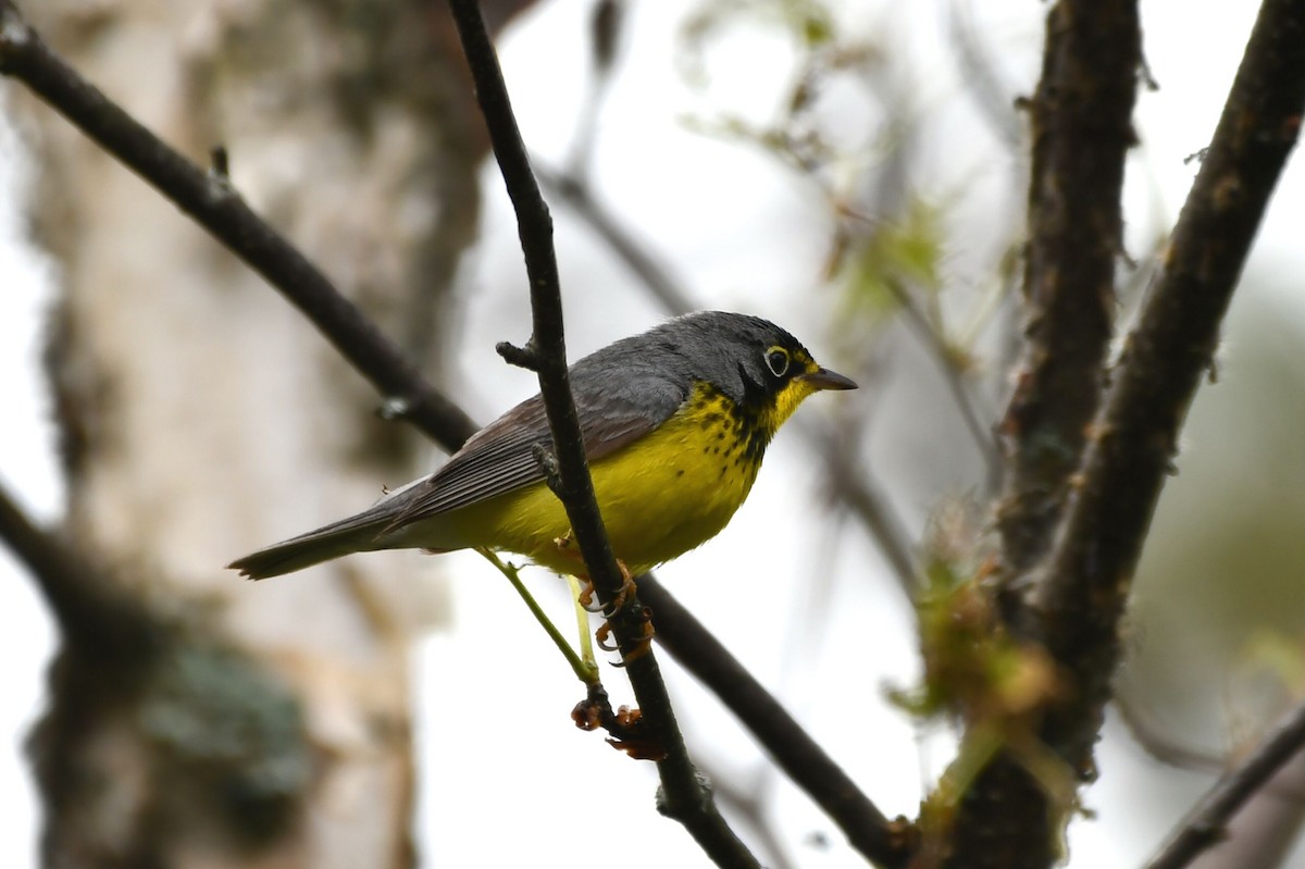 Canada Warbler - ML620413670