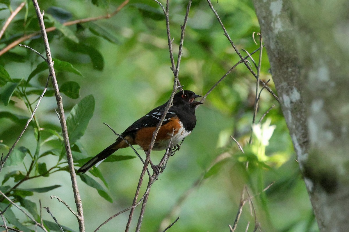 Spotted Towhee - ML620413671