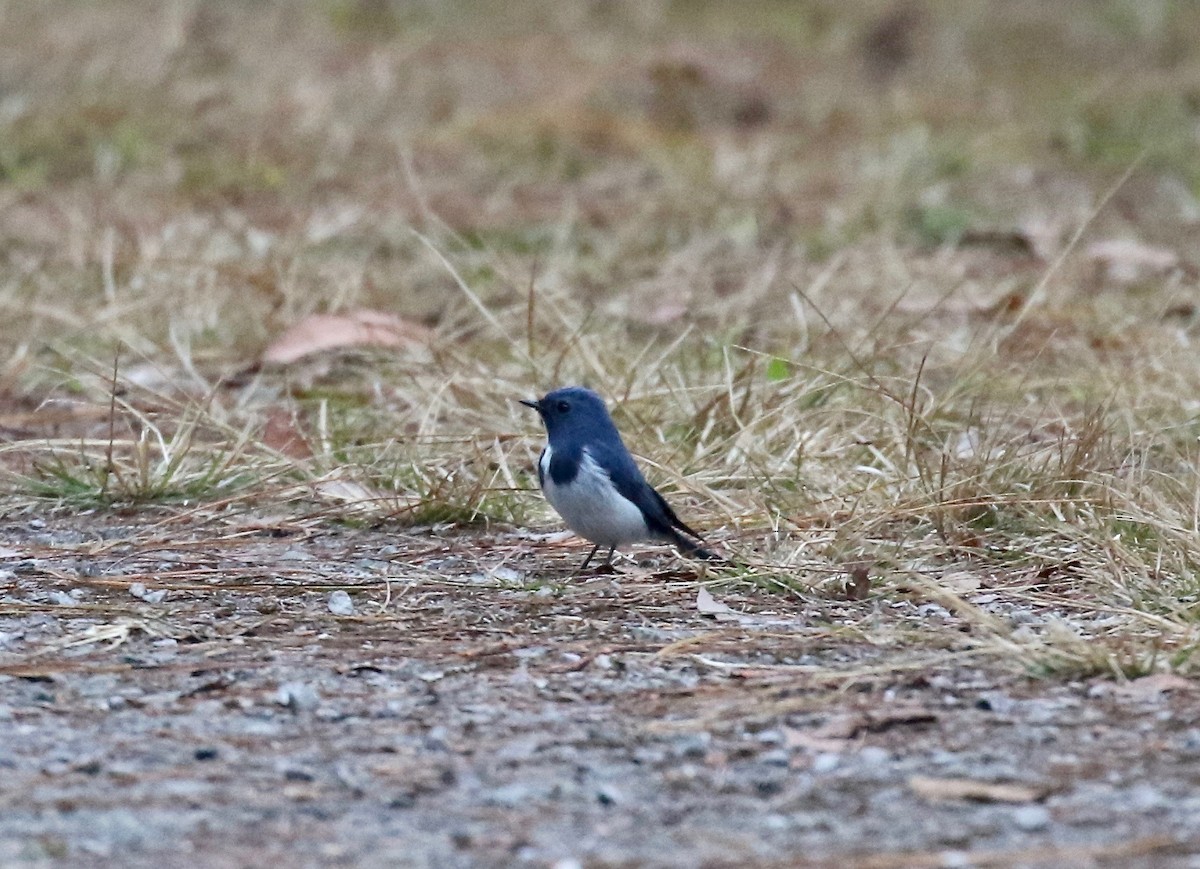 Ultramarine Flycatcher - ML620413679