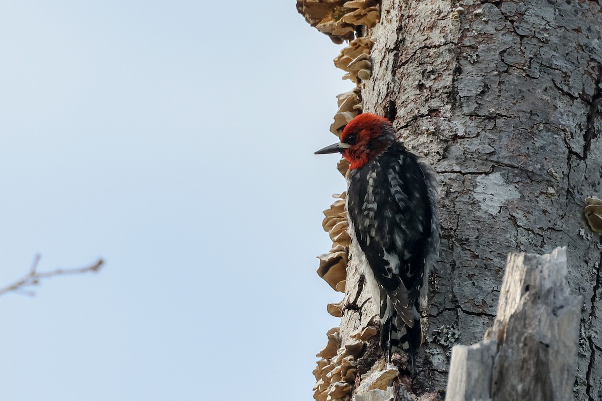 Red-breasted Sapsucker - ML620413690