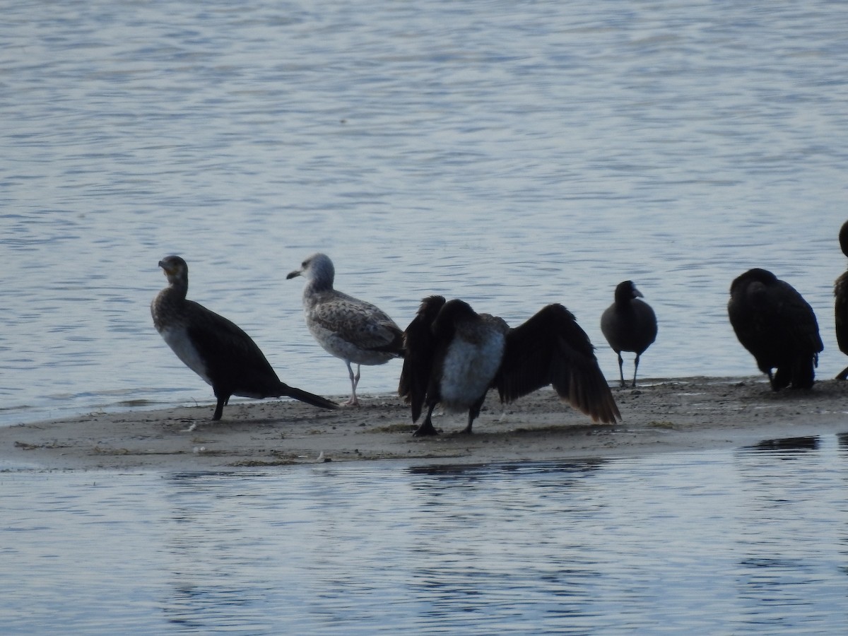 Gaviota del Caspio - ML620413695