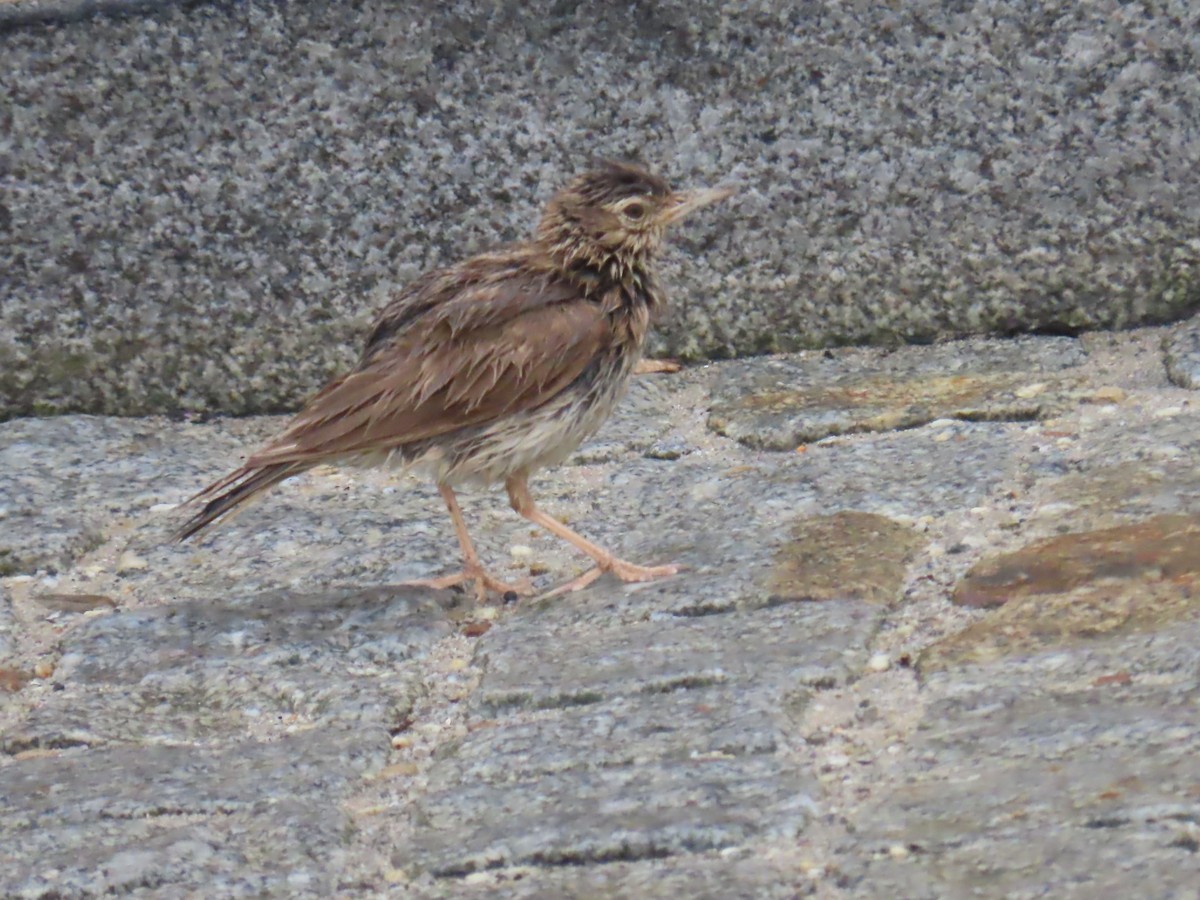 Eurasian Skylark - ML620413701