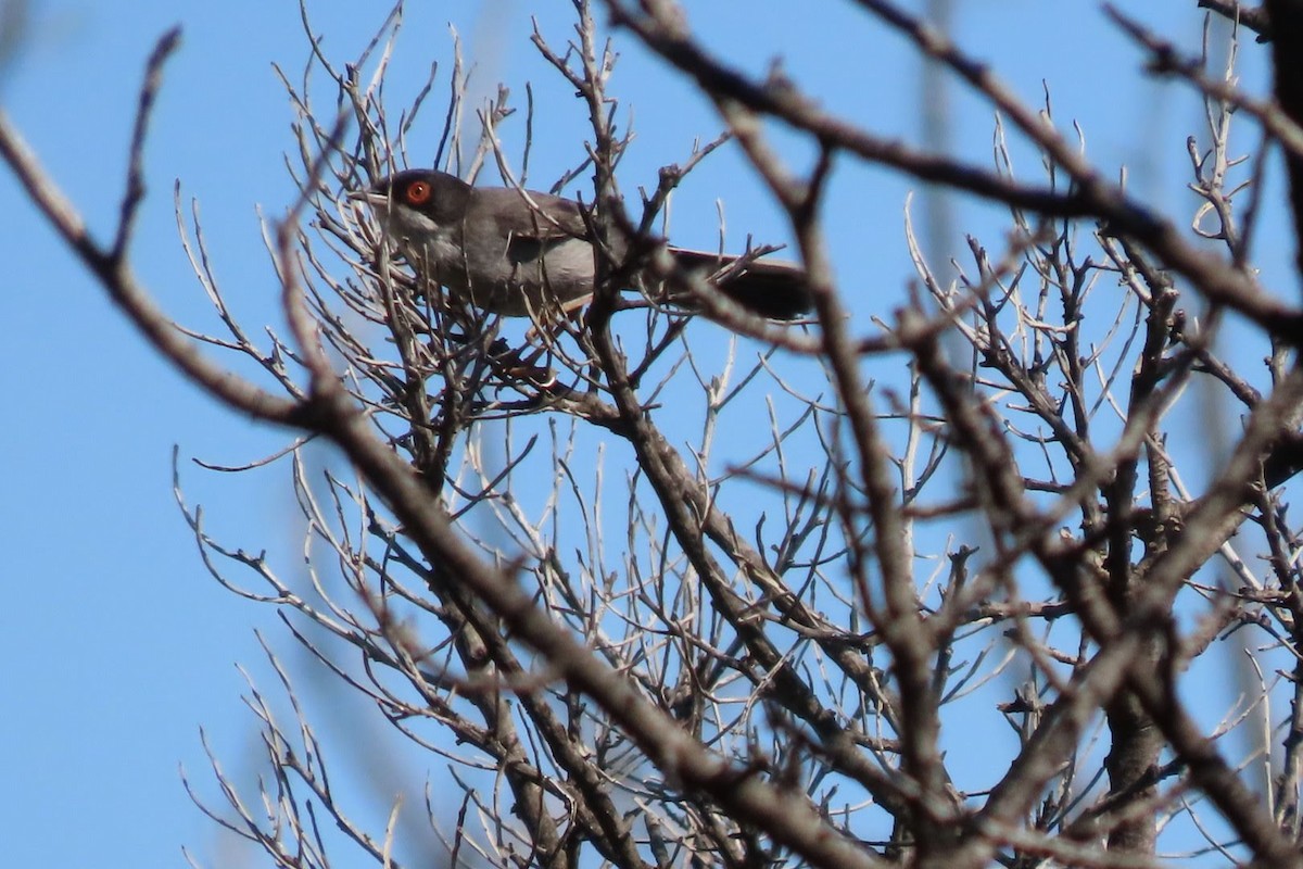 Sardinian Warbler - ML620413704