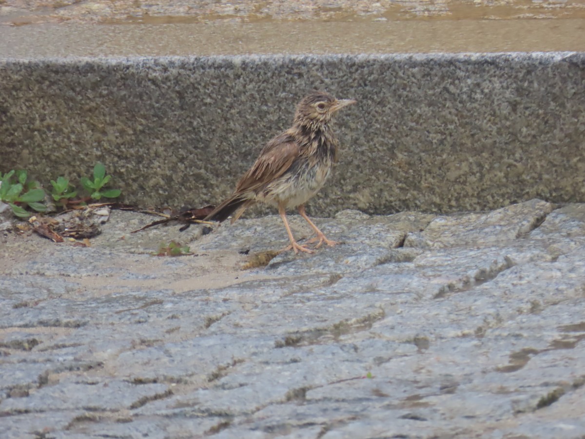 Eurasian Skylark - ML620413709