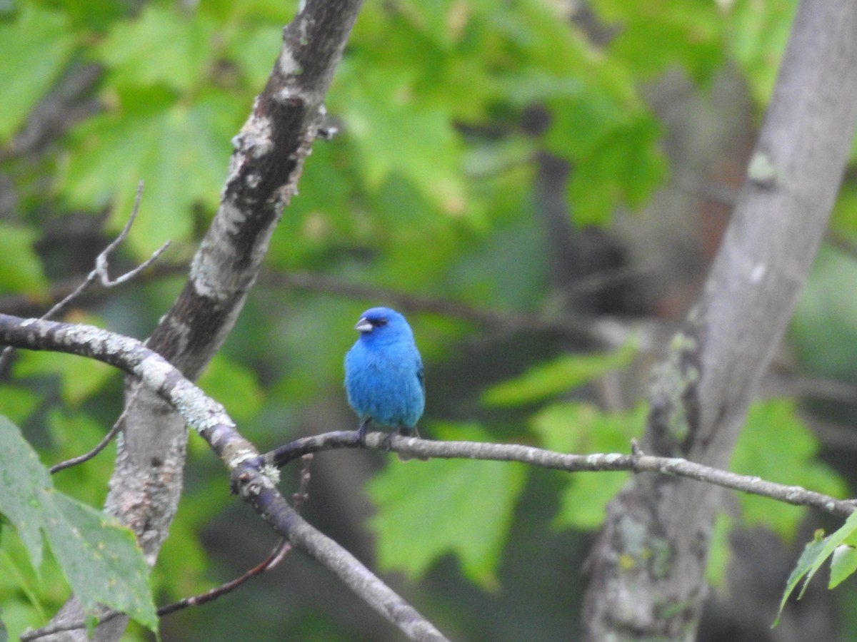 Indigo Bunting - ML620413717