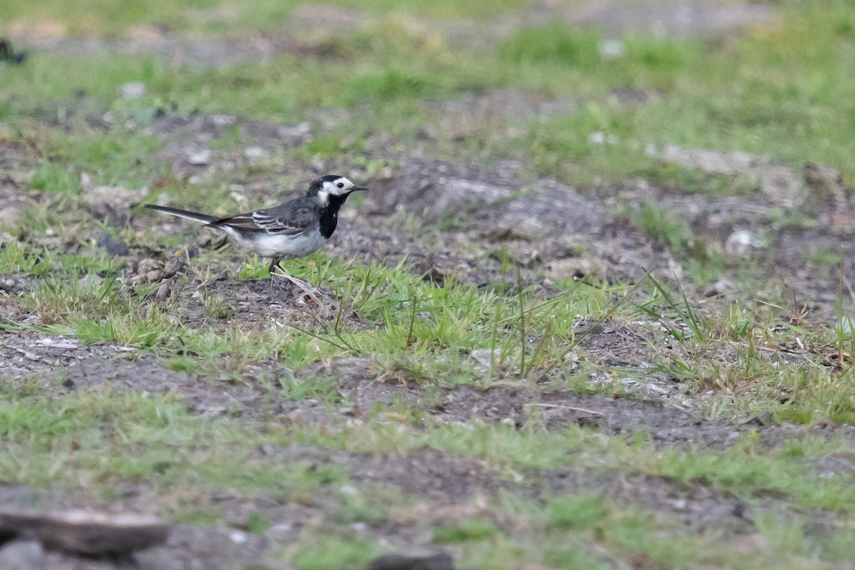 White Wagtail (British) - ML620413720