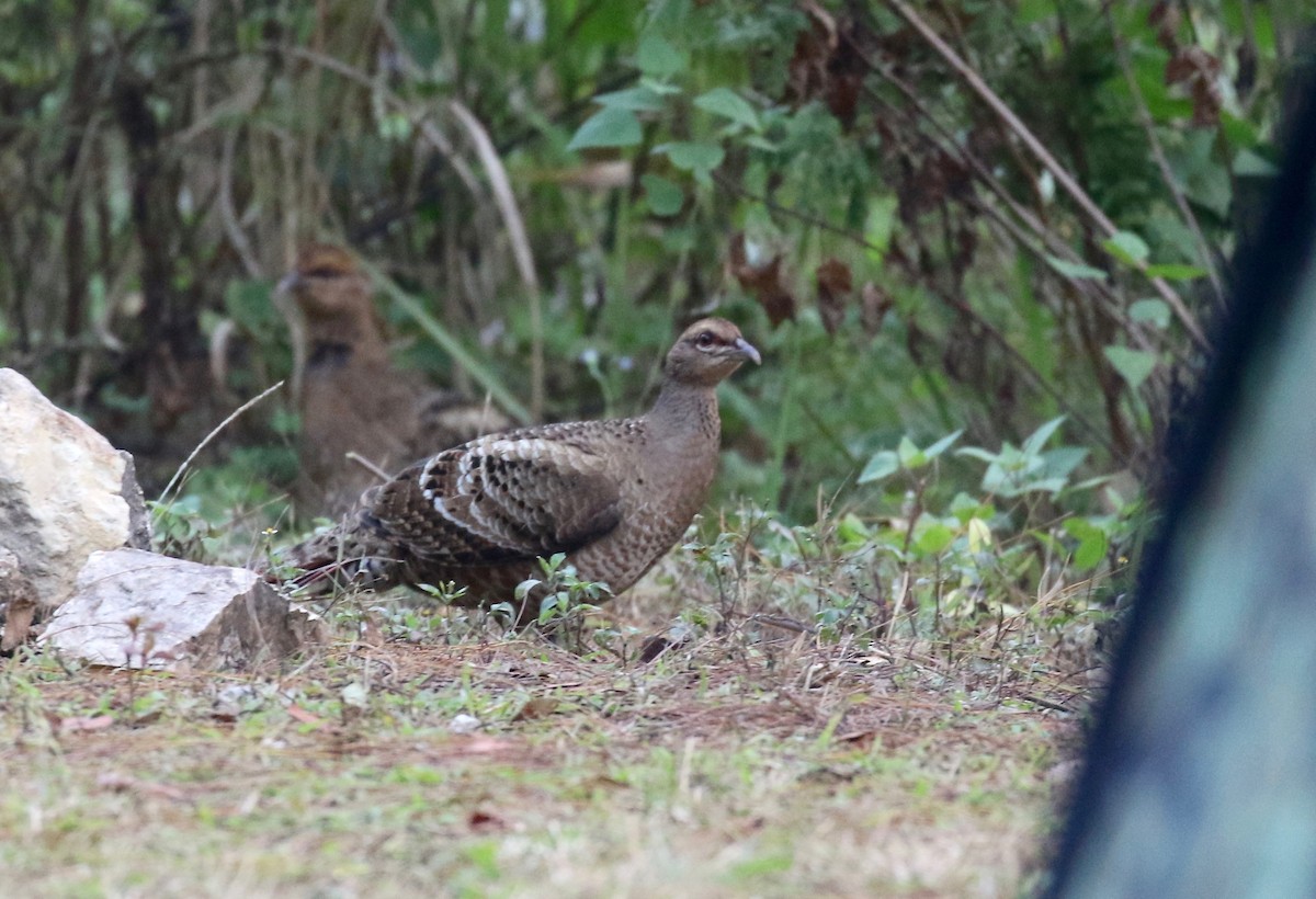 Mrs. Hume's Pheasant - Sandy Vorpahl