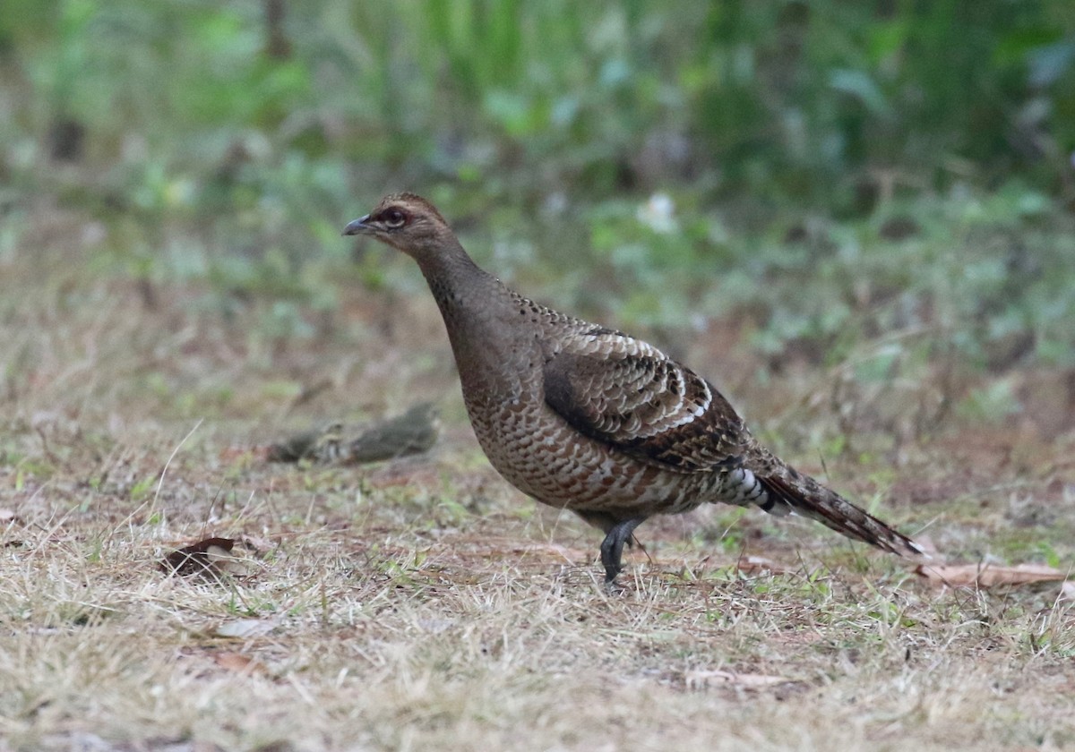 Mrs. Hume's Pheasant - ML620413724