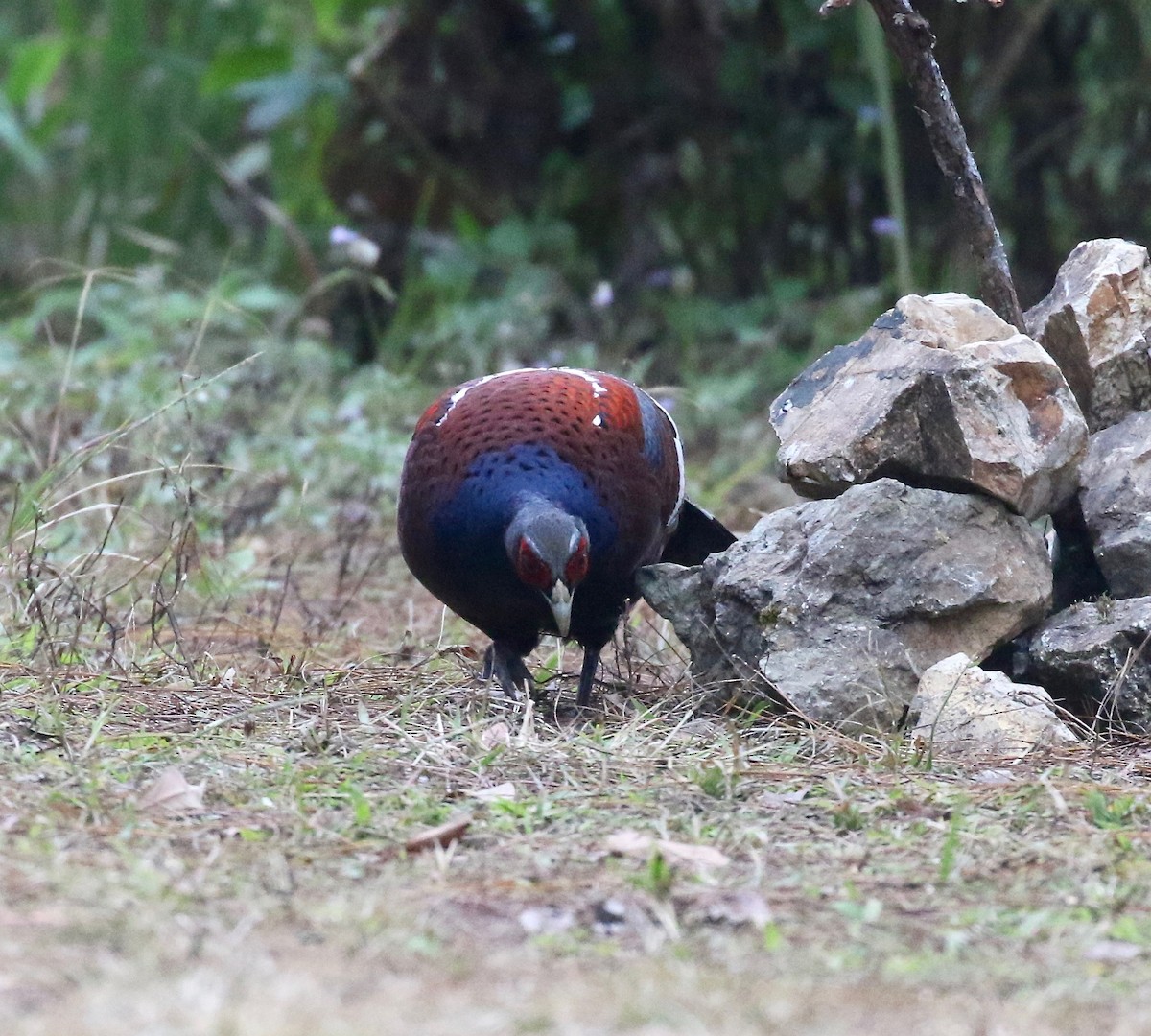 Mrs. Hume's Pheasant - Sandy Vorpahl