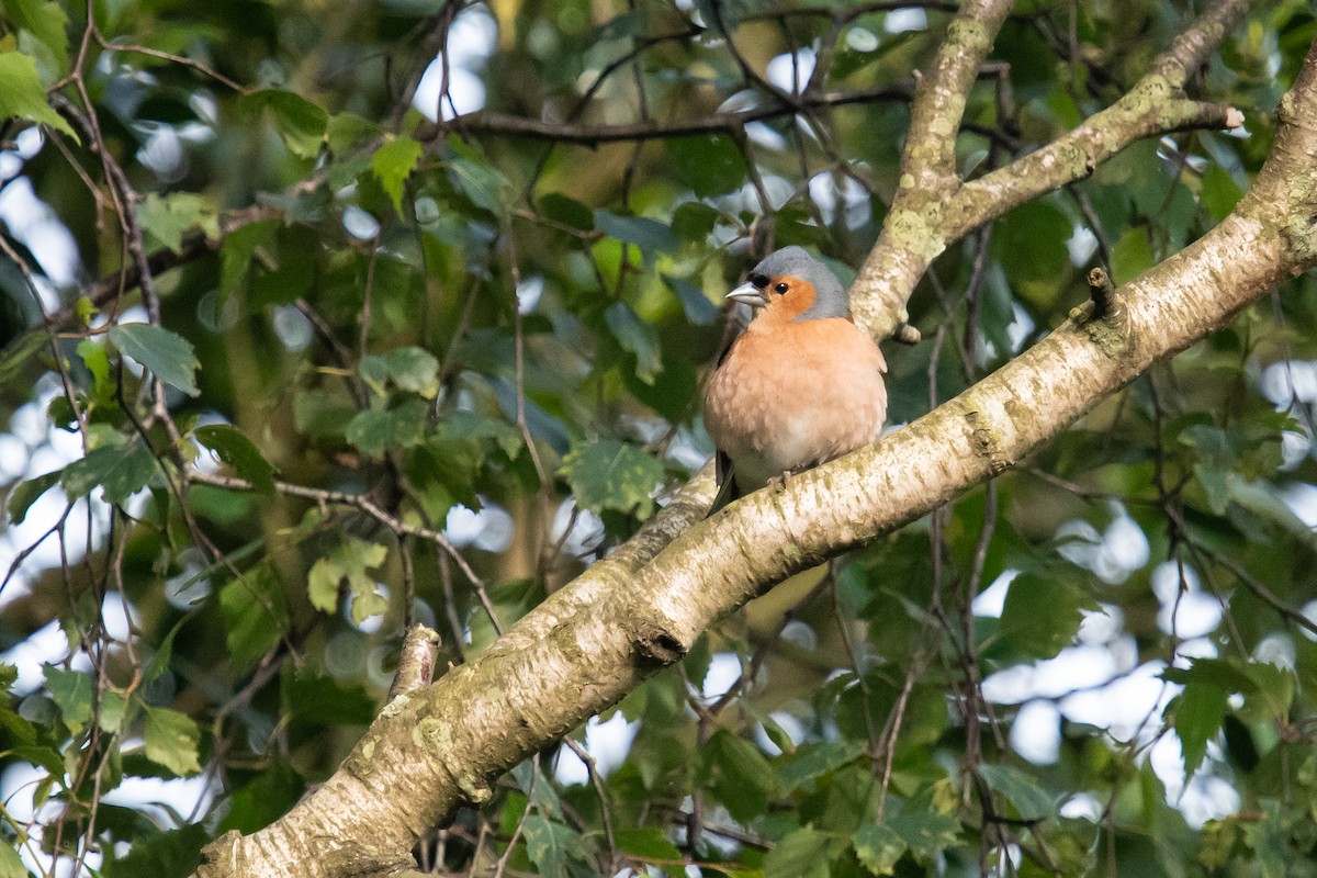 Common Chaffinch - ML620413728