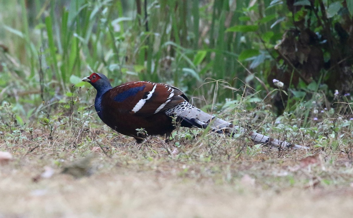 Mrs. Hume's Pheasant - ML620413730