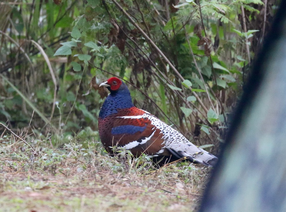 Mrs. Hume's Pheasant - ML620413732