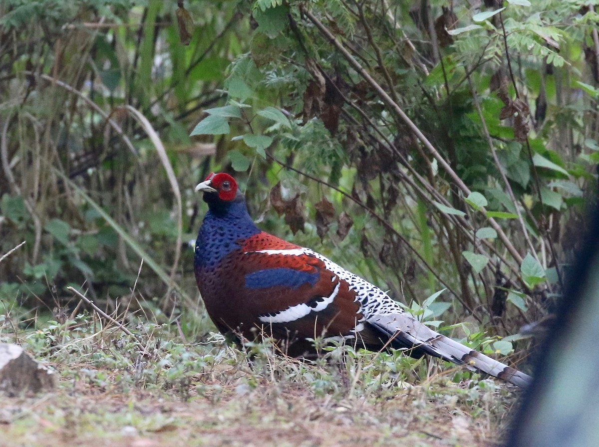 Mrs. Hume's Pheasant - ML620413734