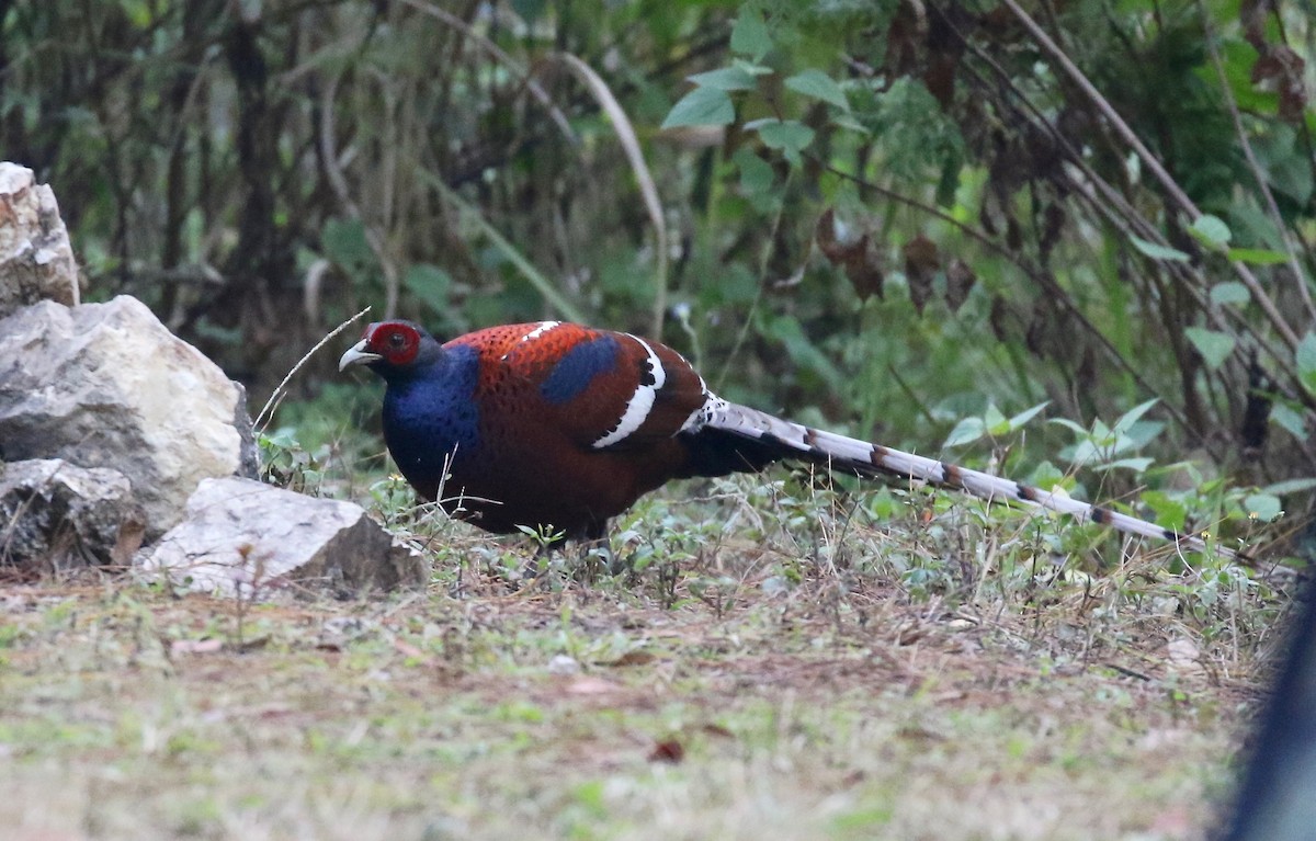 Mrs. Hume's Pheasant - ML620413735