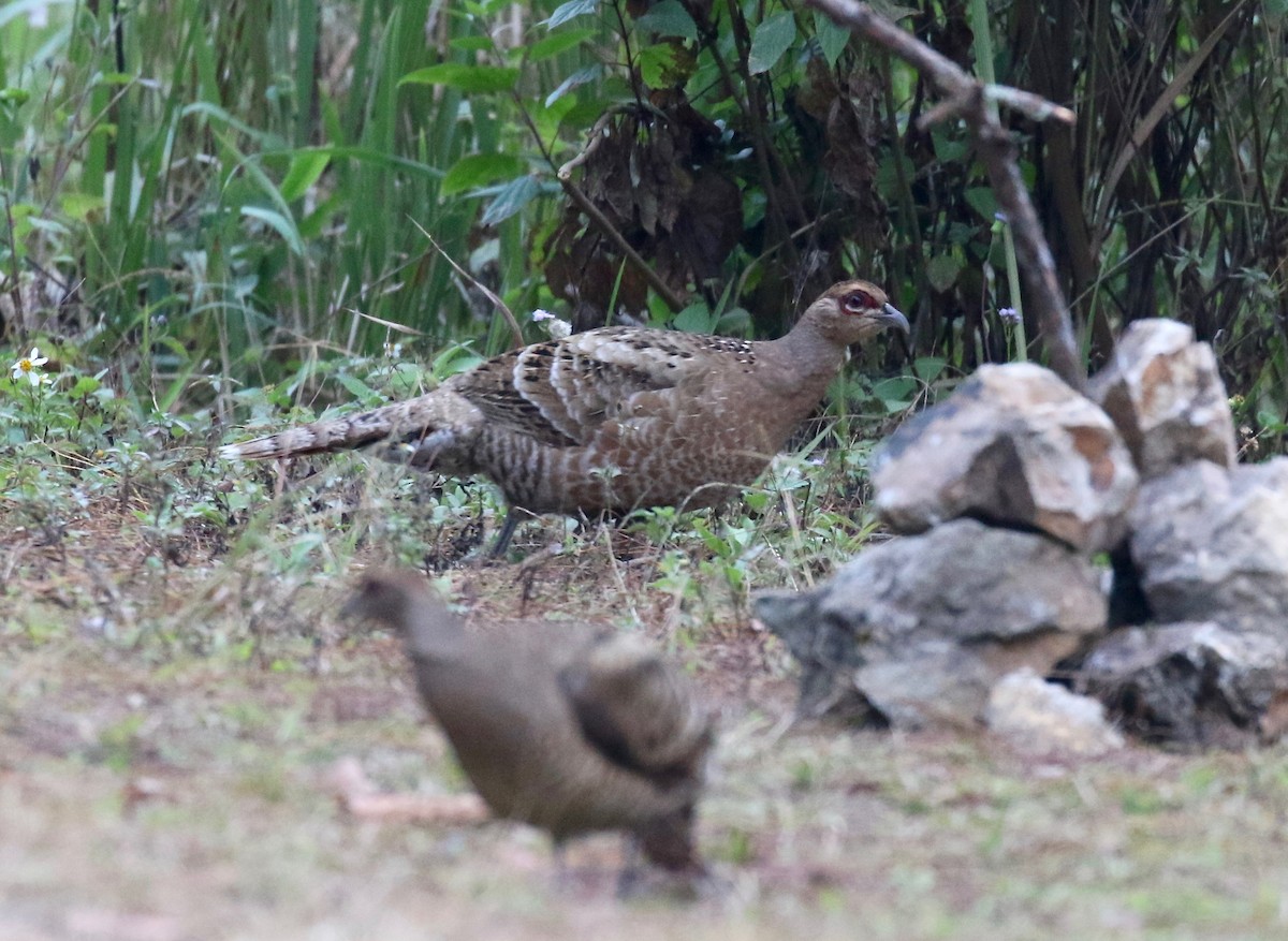 Mrs. Hume's Pheasant - ML620413736