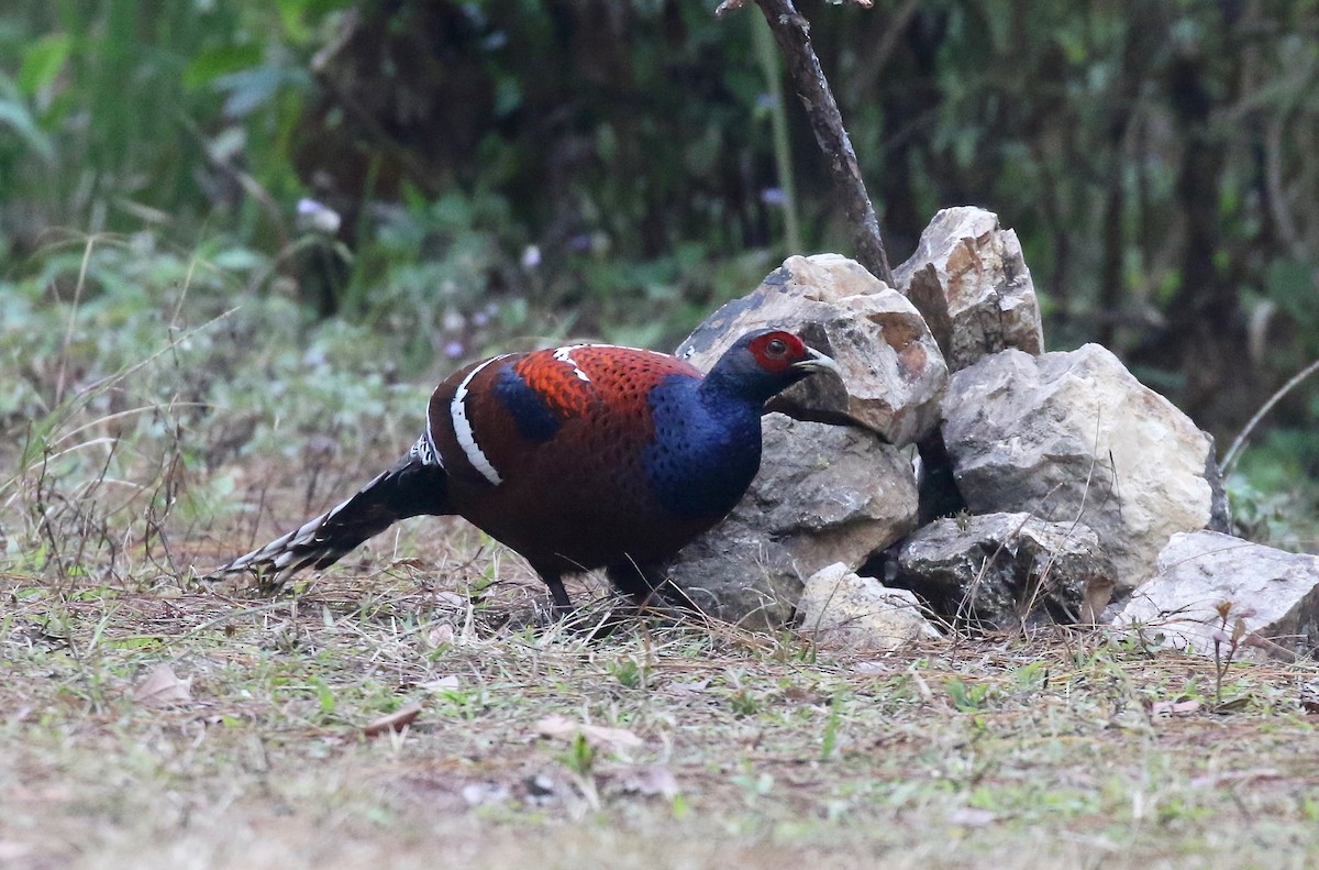 Mrs. Hume's Pheasant - ML620413737