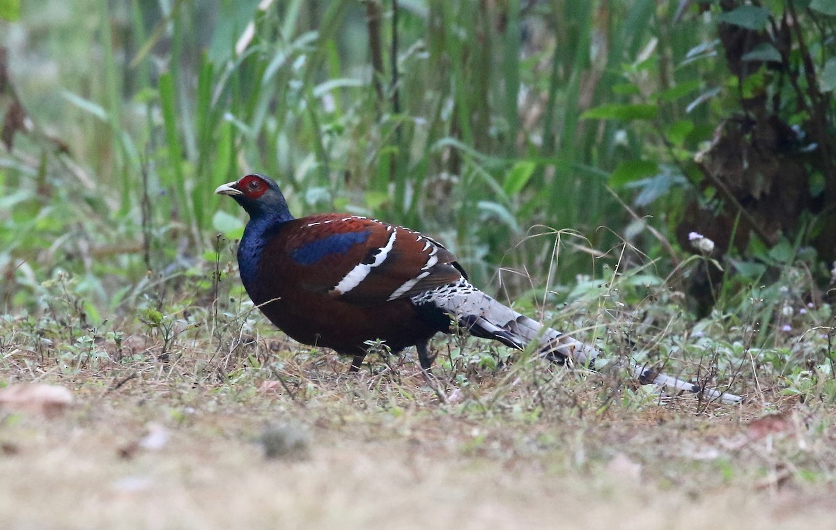 Mrs. Hume's Pheasant - ML620413739