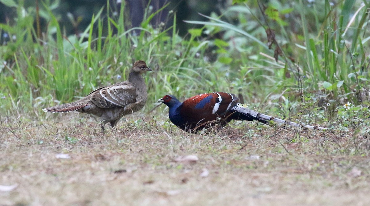 Mrs. Hume's Pheasant - ML620413740