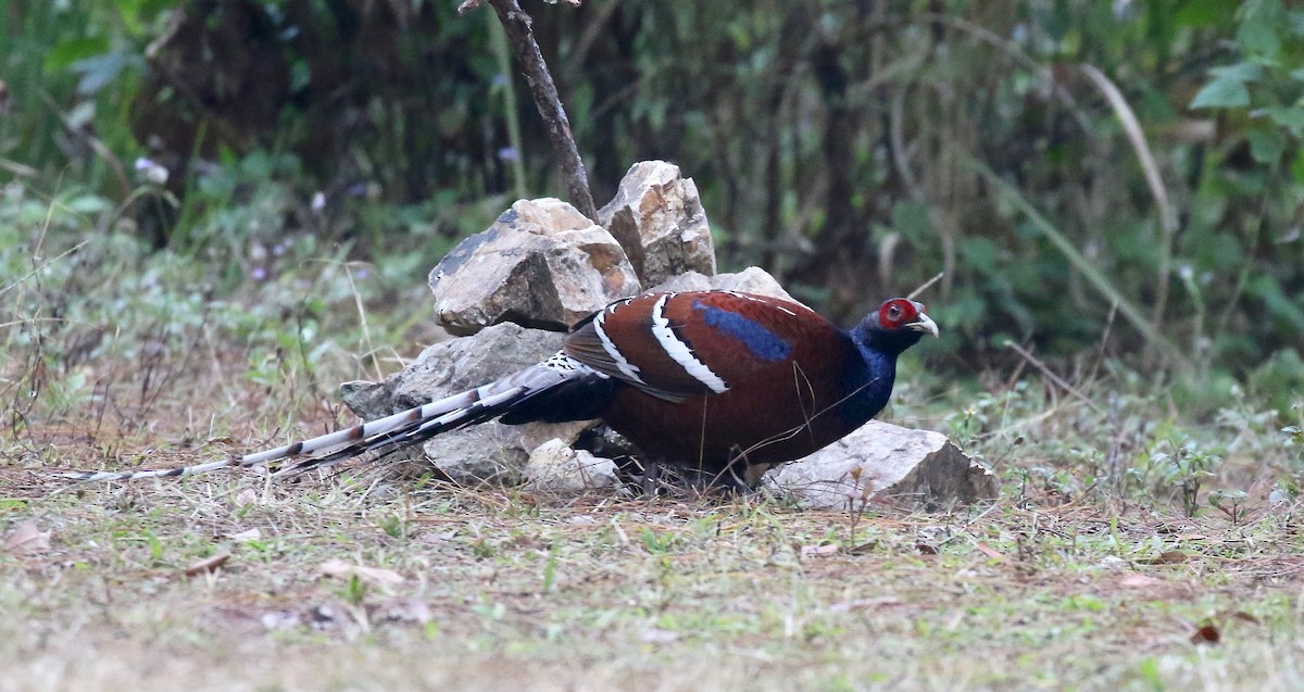 Mrs. Hume's Pheasant - ML620413741