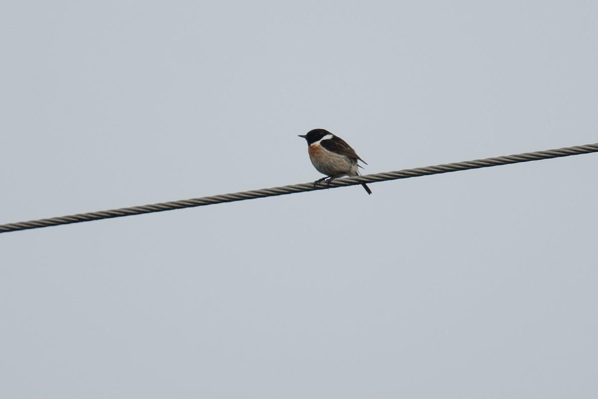 European Stonechat - ML620413748