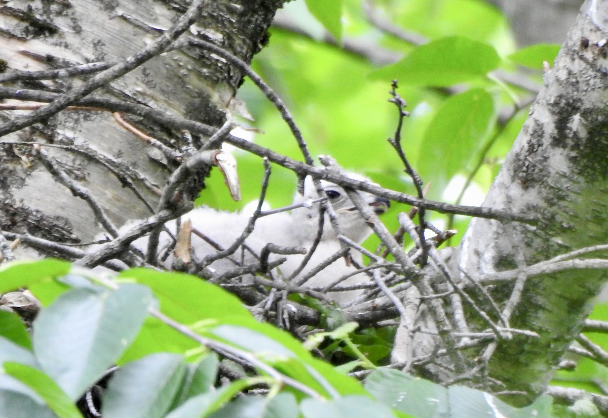 American Goshawk - Michel Brossard