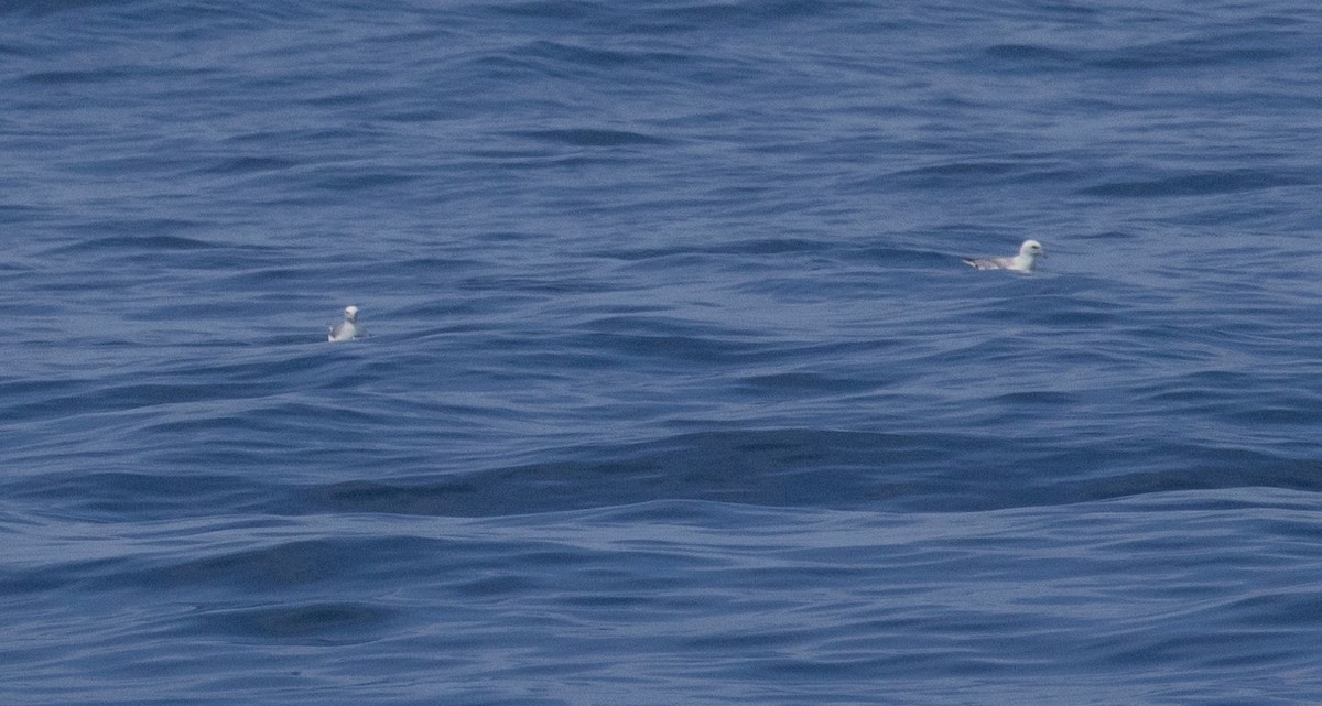 Northern Fulmar (Atlantic) - ML620413769