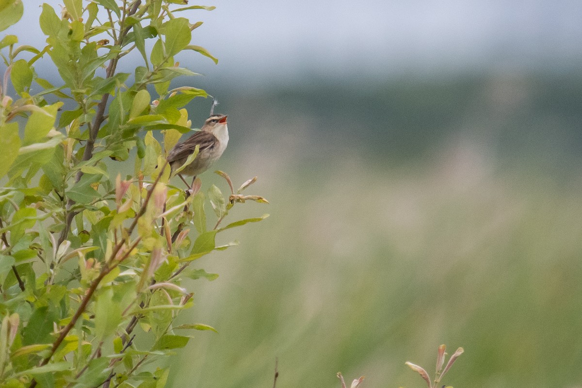 Sedge Warbler - ML620413775