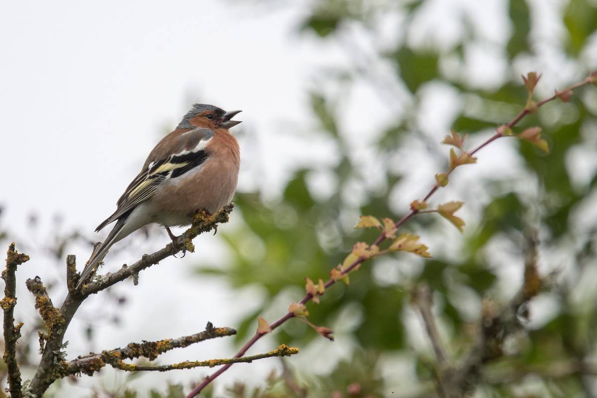 Common Chaffinch - ML620413793