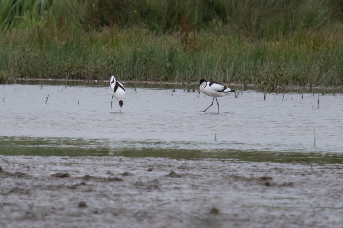 Pied Avocet - ML620413797