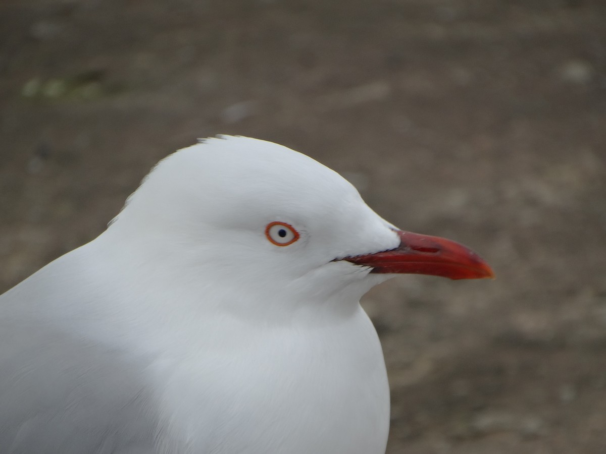 Silver Gull (Red-billed) - ML620413808