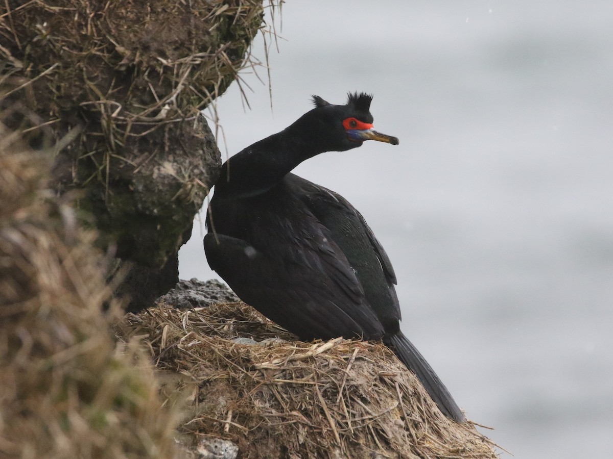 Red-faced Cormorant - ML620413830