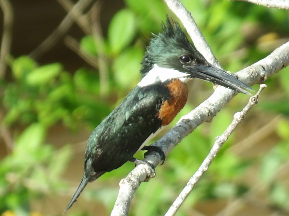 Martin-pêcheur d'Amazonie - ML620413833