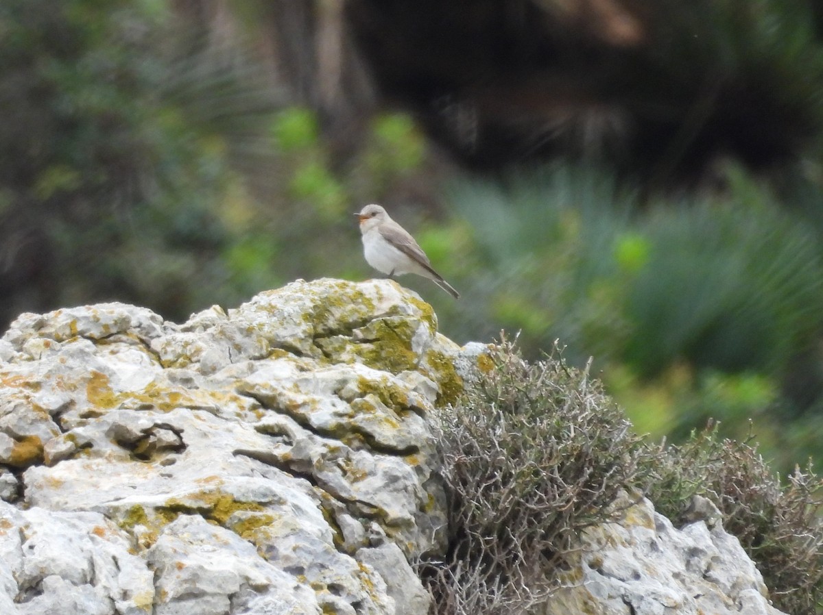 Spotted Flycatcher - ML620413836