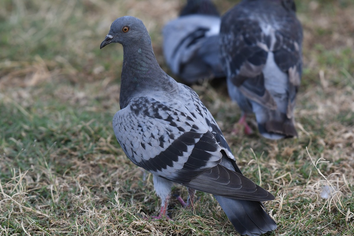 Rock Pigeon (Feral Pigeon) - ML620413838