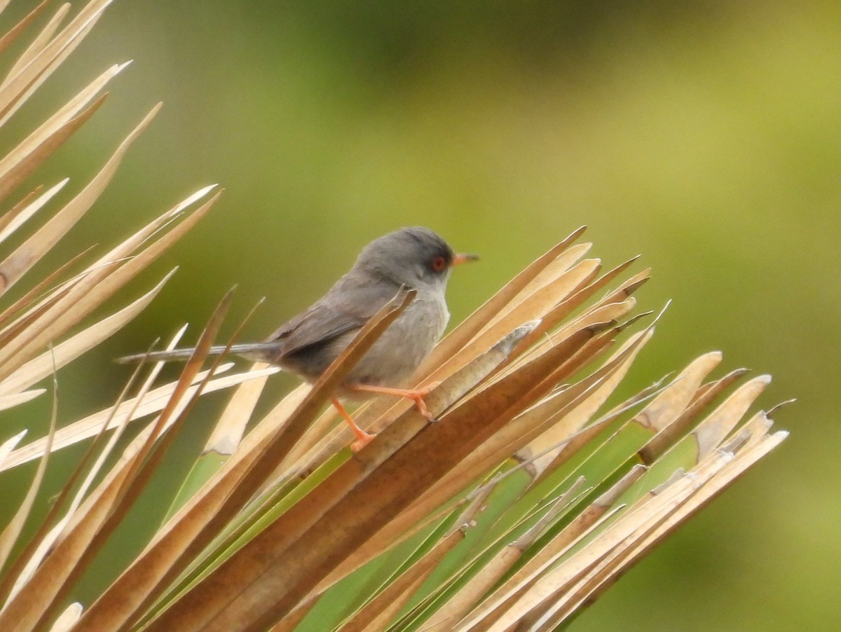 Balearic Warbler - ML620413844