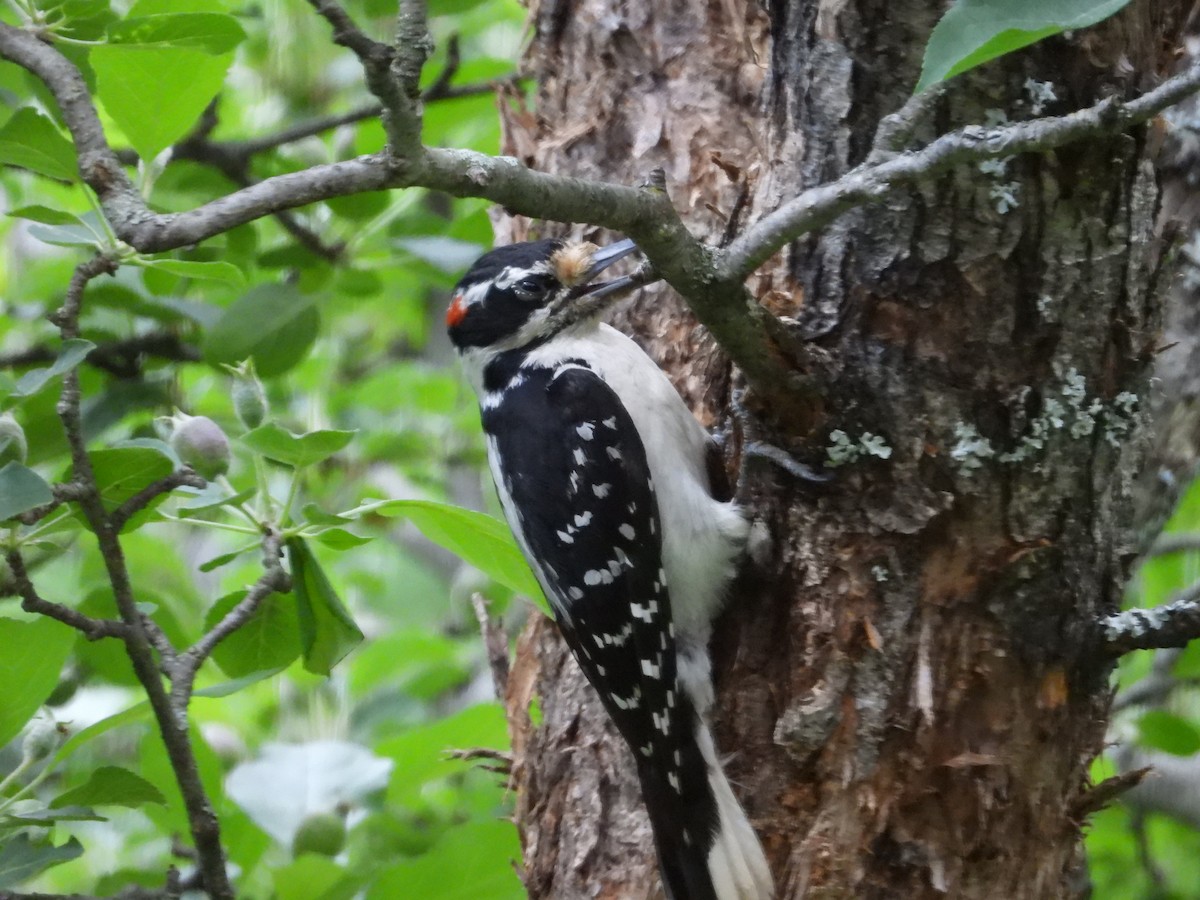 Hairy Woodpecker - ML620413853